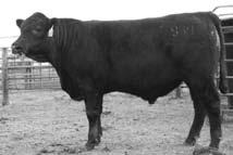 We have kept two of her 90 697 11-102 bulls for herd bulls, saacs Vision 0741 and we a curntly using last year s son, saacs Traveler 6807 7100. 852 s EPDs a low because the dam is old.