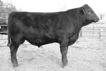 Bethune 2681 Grays Fullback 188 Grays Bethune 1429 +3 +.31 +.09 -.013 +1.9 +35 +64 +18 +23.30 +10.00 +25.75 +34.82 Adj. YW 1,189 lbs., ADG 3.49, WDA 3.26 8173 would work on heifers or cows.