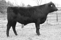 58 Adj. YW 1,189 lbs., ADG 2.92, WDA 3.25 8126 is a super herd bull prospect that can be used on heifers or cows.
