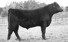 1 +39 +82 +18 +20.43 +25.47 Adj. YW 1,029 lbs., ADG 3.93, WDA 2.82 Super thick bull out of SAF Fame and GDAR Traveler 044 on the top of the pedige.