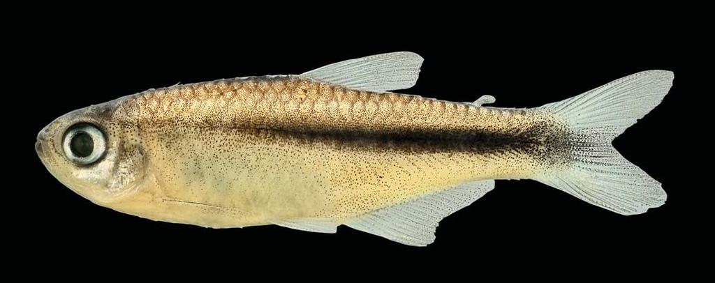772 A new characid fish from the upper rio de Contas drainage, Bahia, Brazil (less than 10 min) immersion in weak (less than 1%) sodium hypochlorite solution and after that air-dried.