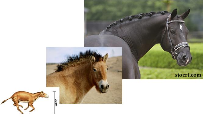 Size of the horse Growth