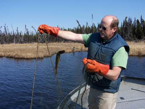 ADF&G Has Aggressively Worked to Control Invasive Northern Pike Educating the public Identifying distribution
