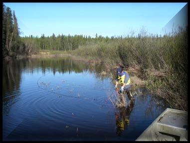 Sloughs Reduce pike in side-channel sloughs with gillnets Began in 2011 During