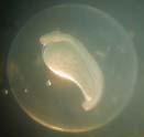 Thus, the early morphogenesis is the suitable step to determine the fertilization rate from egg samples.