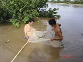 Drift of fi sh fry and larvae in fi ve large tributaries of the Tonle Sap-Great Lake system in Cambodia To examine species abundance in each tributary. The relative of specie numbers in each site.