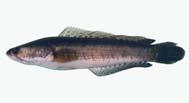 They are commercially important, and some are exported to neighboring countries. Notopterus notopterus Channa striata Boesemania microlepis Xenentodon sp.