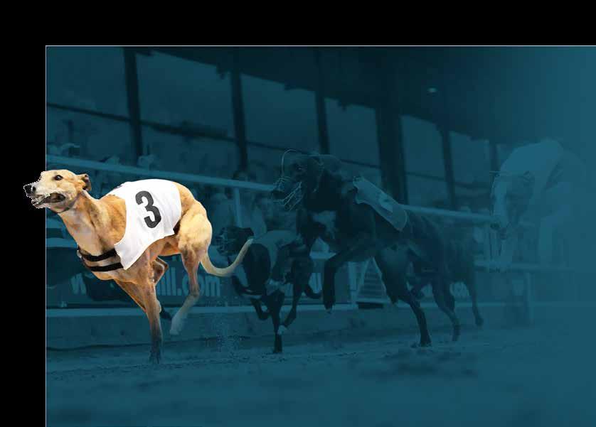 Content Greyhound Racing We are able to deliver greyhound racing via our established satellite network or SIS Stream our innovative, multi-platform streaming service with a global reach.