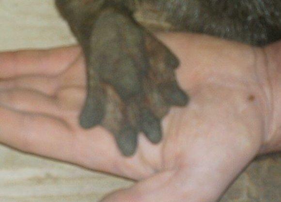 Figure 3: Hand of live otter from