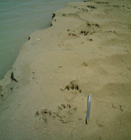 Figure 6: Footprints of an otter on bank