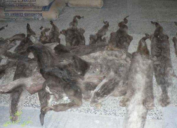 7: Some of otter skins from Golestan