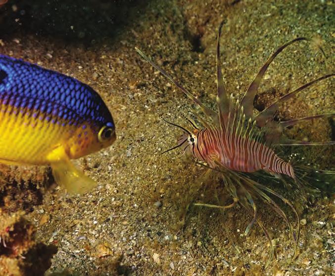 Their bright red stripes and billowing fins made dramatic additions to the tanks of many aquarium enthusiasts, and they were surprisingly hardy.