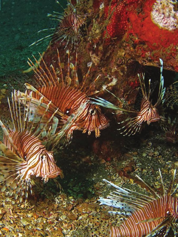 At that time, Lionfish were considered beautiful, tough, and entertaining too! Releasing a feeder goldfish into a tank with a resident Lionfish virtually guaranteed that the hunt was on.
