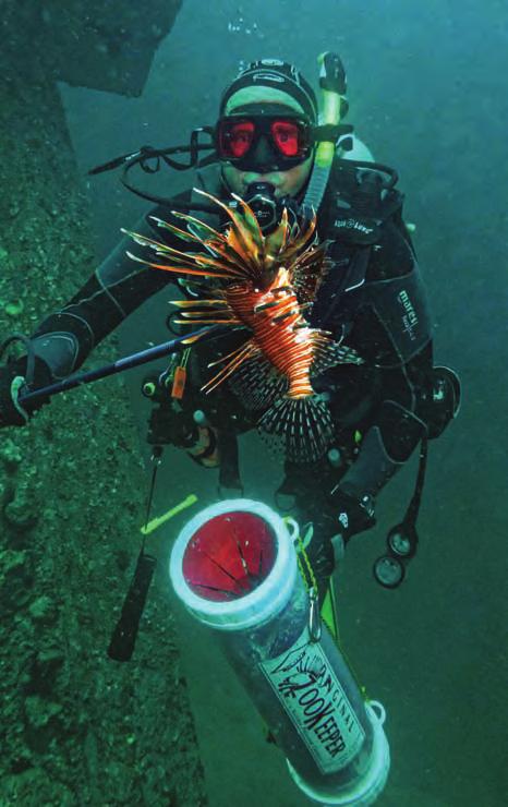 associate divers with an easy meal. The FWC does encourage divers, anglers and commercial fishermen to remove lionfish from Florida waters by other means, however.