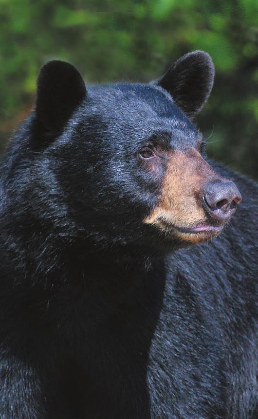 Bears are attracted to neighborhoods that allow access to food sources such as garbage, pet food and birdseed and will quickly learn to associate homes and businesses with getting an easy meal.