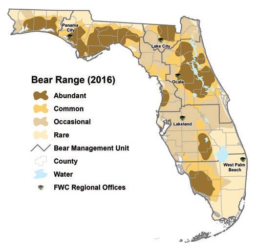Bears that become too comfortable around people are more likely to be killed by collisions with vehicles, by someone taking an illegal action or by FWC to address a public safety risk.