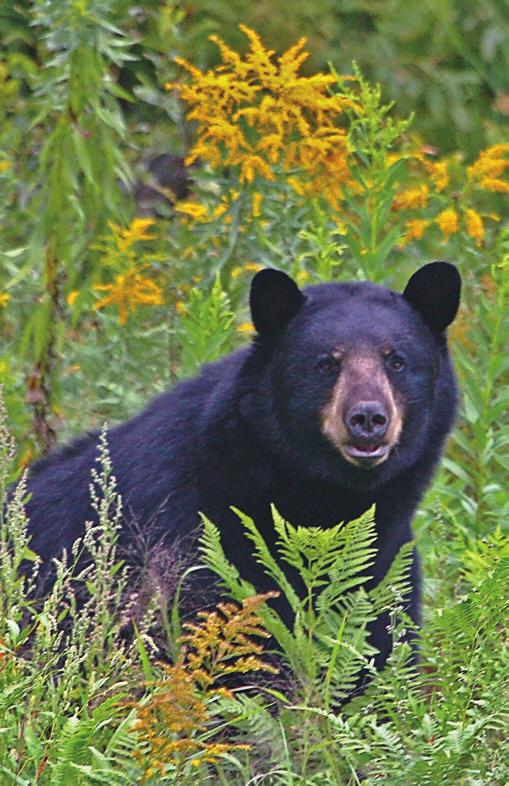 Bears typically range over a large area; 15 square miles for females and 62 square miles for males.