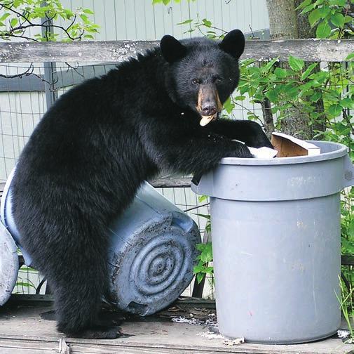 present. Charles Towne Warning! It is illegal to take, possess, injure, shoot, collect or sell black bears under Florida state law unless authorized by Commission issued permit.