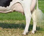 Holstein Breed Tail No black or red hair arising from the extreme 5 cms of the tail bone. The last 5 cms of the tail bone must be white.