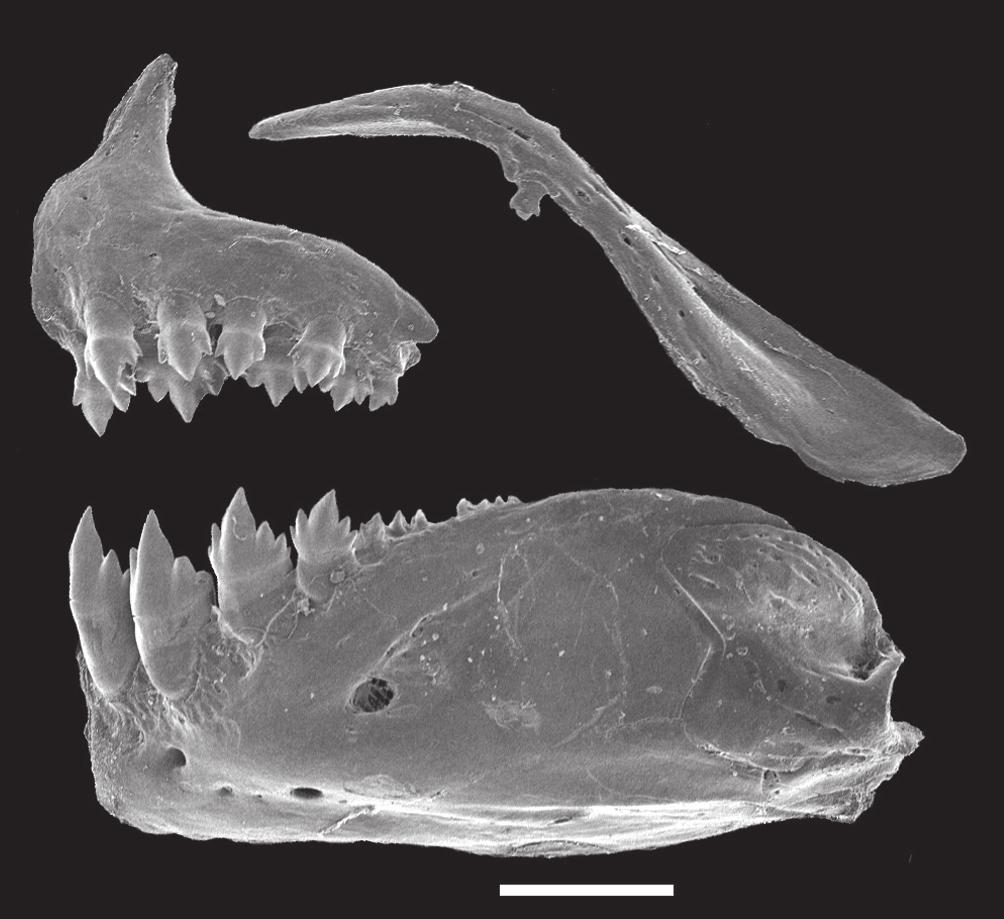 V. A. Bertaco, F. R. Carvalho & F. C. Jerep 271 Fig. 6. Astyanax courensis, new species, UFRGS 11290, 45.0 mm SL.