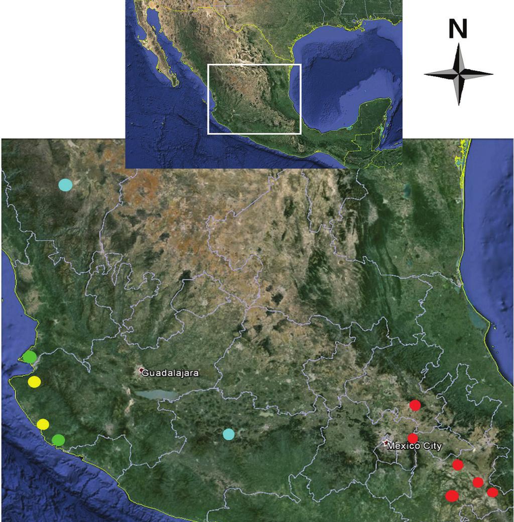 Four new species of Cymatodera Gray from Mexico (Coleoptera, Cleridae, Tillinae) 47 Figure 34.