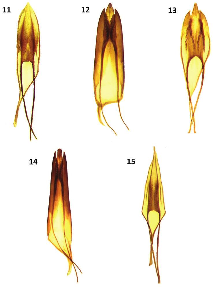 40 Alan F. Burke & Gregory Zolnerowich / ZooKeys 387: 33 49 (2014) Figures 11 15. Male genitalia of: 11 Cymatodera bogcioides 12 C. pueblae 13 C. mitae 14 C. lineata 15 Bogcia oaxacae.