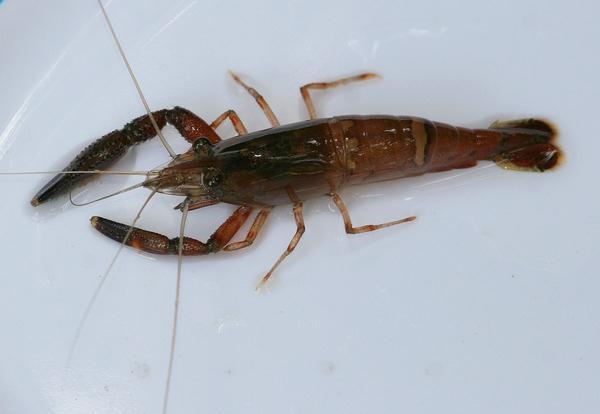 Macrobrachium crenulatum (Stream Crayfish or Shrimp) Order: Decapoda (Shrimps, Lobsters and Crabs) Class: Malacostraca (Crustaceans: Shrimps, Sand-hoppers and Woodlice) Phylum: Arthropoda