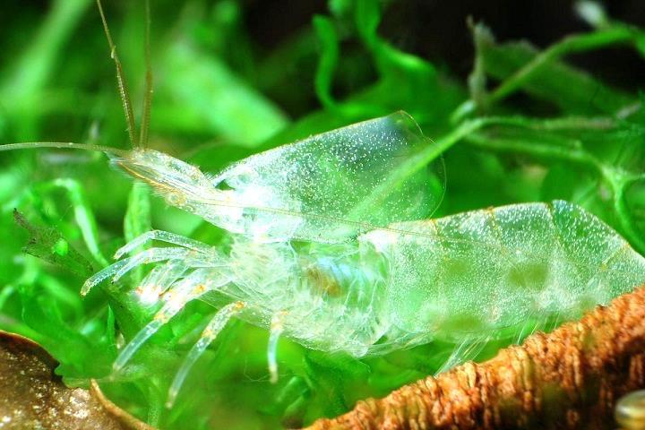 Outer shell of a shrimp that is shed after moulting. [http://i952.photobucket.