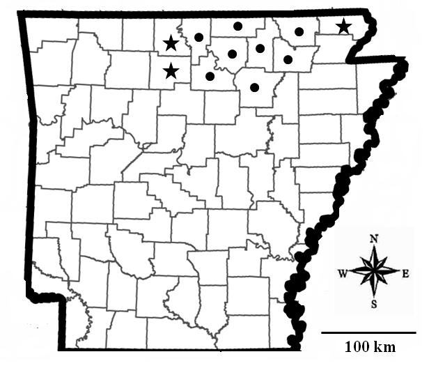 Distribution, Life History and Conservation Status of Orconectes (Procericambarus) punctimanus (Creaser) in Arkansas being found most abundantly in quiet backwater pools, where they hid in vegetation
