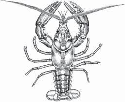 have laws prohibiting introductions of nonnative crayfish, which sometimes are introduced illegally or escape from bait anglers or from pet aquariums.