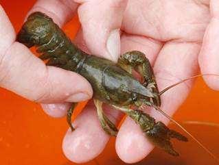Crayfish Conservation in the South West