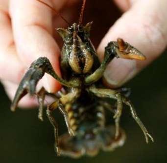 White-clawed crayfish Austropotamobius pallipes Crustacean, decapod Astacidae family One of UK 