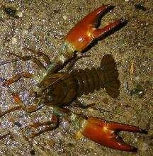American signal crayfish Pacifastacus leniusculus Main threat to white-clawed crayfish Introduced into UK (1970 s) for food Escaped and bred in water ways Spreads crayfish plague Out competes for