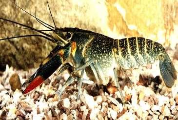 Invasive crayfish in Britain NOBLE Astacus astacus RED CLAW