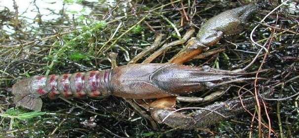 Holdich Red swamp crayfish (Procambarus clarkii) S.