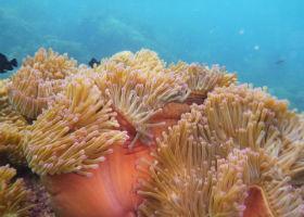 life living on the coral reefs Carry out underwater visual censuses Study the impact of external factors on the health of the coral reef Record organisms that inhabit the marine ecosystem Relax on