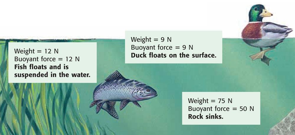 Weight Versus Buoyant Force Will an object sink or float?