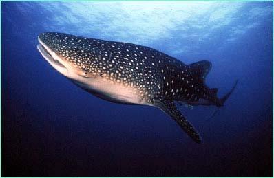 NB: Whale hark (Rhincodon typus) Image from http://www.boattalk.com/sharks/whaleshark.htm Whale sharks will grow to oer 12 metres in length, which is about the size of a large bus.