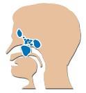 to Diving Equalization The middle ears and nasal sinuses must be equalized