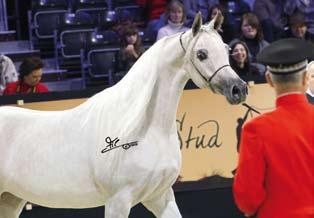 (2006 unanimous World Champion Stallion) as the older one located as strong competitor of section B.