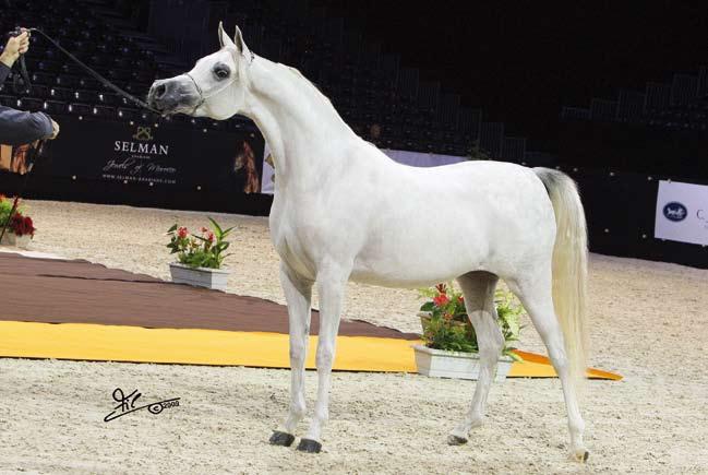 FM GLORIAA Silver Medal Fillies (WH Justice***/Psity of Angels) Owner: James Sans (BEL) Breeder: Mieke Sans (BEL) This year the highly respected and experienced jury with Sylvia Garde-Ehlert,
