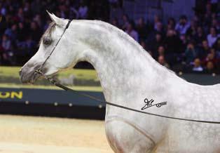 The queen was announced she came, made again her best performance and remained unanimous Michałów State Stud bred Kwestura by Monogramm, 2007 World Senior Champion Mare, now representing her proud