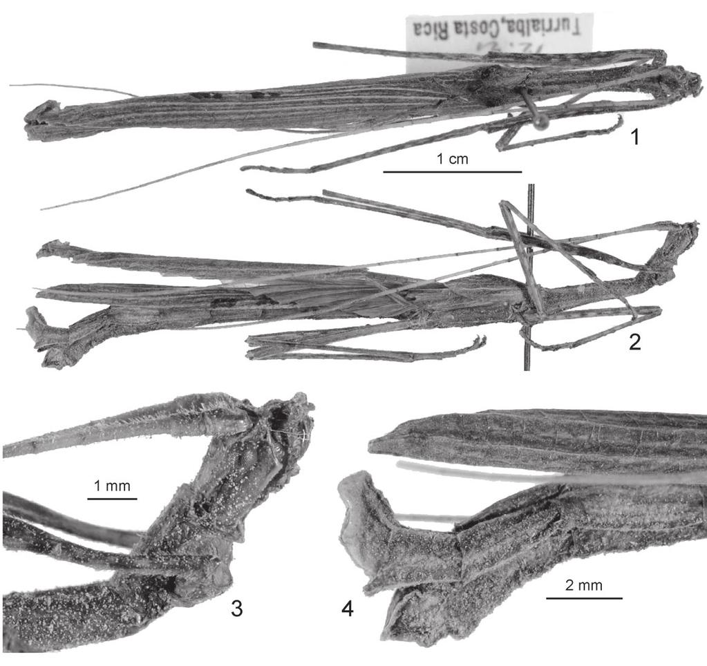 Bulletin de la Société entomologique de France, 118 (4), 2013 : 503-508 505 Description of the male. Fig. 1-5. Medium-sized and more slender than the female, with fully developed and long alae.