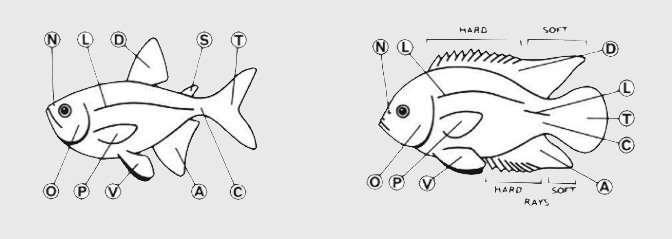 Fin Recognition (N) Nose or nares (L) Lateral line (D) Dorsal fin (S) Adipose fin (A) Anal fin (C) Caudal peduncle