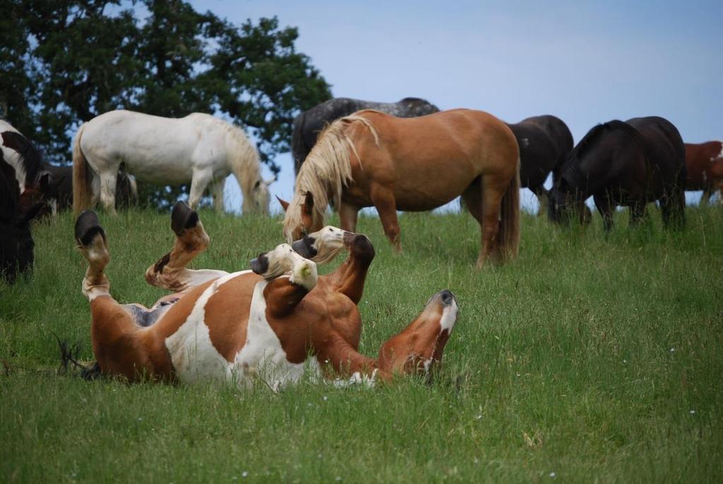 Safeguard American Food Exports (SAFE) Act To protect American horses and the public by prohibiting the transport and export of U.S. horses to slaughter for human consumption.