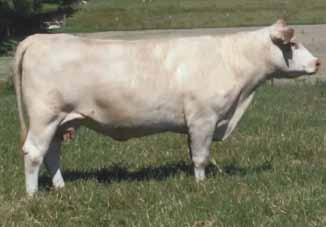 12 AI bred on 9/30/16 to M6 Big Top 268 PLD ET; checked safe. Big Top was a former # 1 REA AICA Trait Leader for many years.