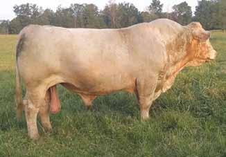 DUKE 1376 P WCR MISS L-MAC 7303 2.7 1.3 18 25 7 3.4 16 0.9 Sells open. Georgeanne will tell you that the dam of Josie is another great producer in the herd.