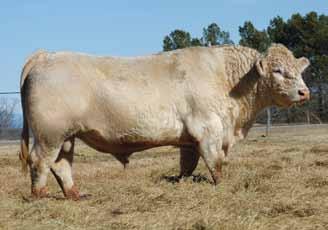 A very well-balanced, structurally correct, feminine heifer displaying tremendous length of body and style!