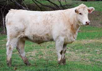 Out of a very strong maternal background with 17J and YL06, blended with Smokester, a Milk and REA Trait Leader you should get an awesome brood cow with this selection.