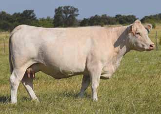 5 30 0.9 14 0.21-0.005-0.08 191.05 Expected to calve 10/26/17 with embryo mating of JDJ Equity Z370 P x HEH Ms Jo Throttle H891. Super package in this fantastic bred cow with embryo.